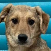 DENNIS-wunderschöner Welpen-Rüde, Hund zur Adoption