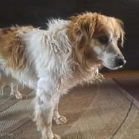 Bolle, Hund zur Adoption