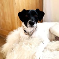 NERO sucht seinen Platz als Einzelprinz, Hund zur Adoption