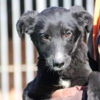 Dhahi - verspielt u. kinderlieb, Hund zur Adoption