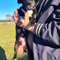 Mini Mouty- Traumhund sucht Traumzuhause, Hund zur Adoption