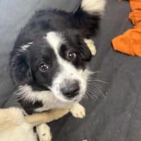 ROSINE 🐾❤ ca. 3 Jahre superliebe Maus, Hündin zur Adoption