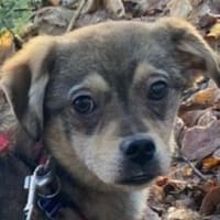 HEDWIG-zuckersüße Jung-Hündin,33 cm(w), Hündin zur Adoption