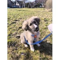 Raya - wartet in 73635 Rudersberg, Hündin zur Adoption