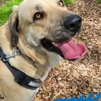 Kali - tolle Hündin für Anspruchsvolle, Hündin zur Adoption