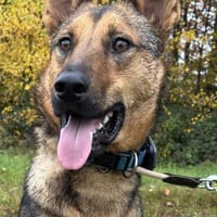 Thor sucht ein Zuhause!, Hund zur Adoption