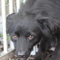 Tamu - sehr lieb u u. verspielt, Hund zur Adoption