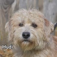 HUDI, Hund zur Adoption