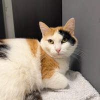 Kätzin Beba, Katze zur Adoption