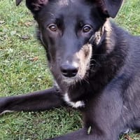 Junge Elly sucht eine Familie!, Hündin zur Adoption