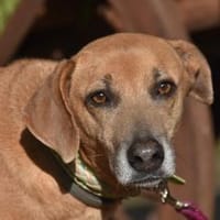 NALA, Hündin zur Adoption