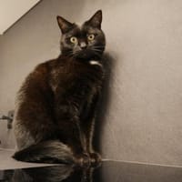 charmanter Pumi sucht neues Zuhause, Kater zur Adoption
