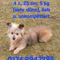 CELIE  wartet auf liebevolle Menschen, Hündin zur Adoption