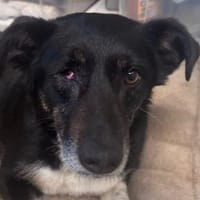 MIMI-verschmuste, hübsche Hündin,49 cm, Hündin zur Adoption