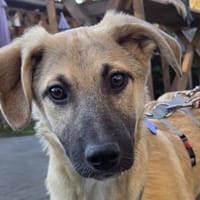 DIDI-bezaubernder Welpen-Rüde,44cm, Hund zur Adoption