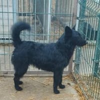 Vaka liebt Kinder, sucht Familie, Hündin zur Adoption