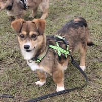 Fröhliche Clipy sucht ihr Zuhause, Hündin zur Adoption