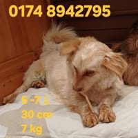 CHERYL sucht liebevolles Zuhause, Hündin zur Adoption