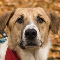 Felicio wartet in 99718 Greussen, Hund zur Adoption