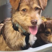 Fröhlicher Malin sucht sein Zuhause, Hund zur Adoption