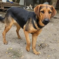 Cara ist ein Schatz, Hündin zur Adoption