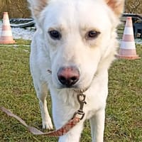 Freundlicher Kalle sucht sein Zuhause, Hund zur Adoption