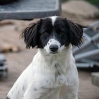 Alma ! Dringend Zuhause gesucht, Hündin zur Adoption