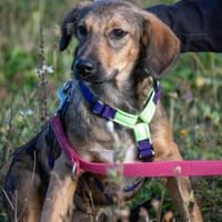 Hier kommt Tina, Hündin zur Adoption