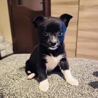 Fenja sucht ein Körbchen, Hündin zur Adoption