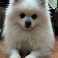 Lila sucht ihr Glück, Hündin zur Adoption