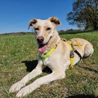 Ivy, Hündin zur Adoption