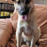 Eddi, Hund zur Adoption