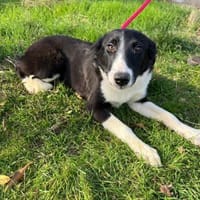 Wunderschöne Hannah sucht ihre Familie, Hündin zur Adoption