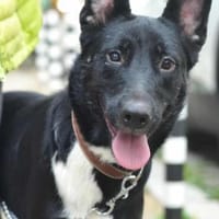 Zara sucht ihre Familie, Hündin zur Adoption