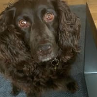 Moka sucht Herzensmenschen, Hündin zur Adoption