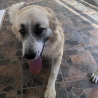 Ursu, Hund zur Adoption