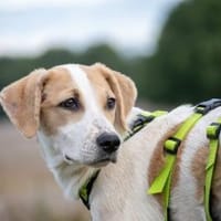 Sanfter Nico sucht seine Menschen, Hund zur Adoption