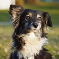 Sensible Hope braucht Nähe und Ruhe, Hündin zur Adoption