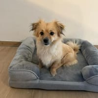 Sonnenschein Kira sucht ihre Menschen, Hündin zur Adoption