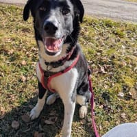 ❤Lani...Traumhund gesucht?, Hündin zur Adoption