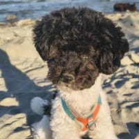 Marmor muss endlich ankommen!, Hund zur Adoption