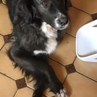 Paco 🍀🍀🍀 ist ein toller Rüde, Hund zur Adoption