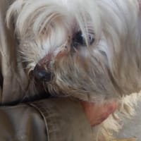 Bella, liebe & zurückhaltende Malteserin, Hündin zur Adoption