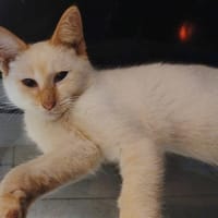 BLANCHE, chaton femelle européen, chatte à adopter