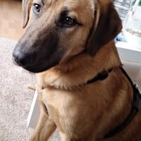 Lyki ist ein lieber, süßer Kerl, Hund zur Adoption