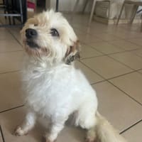 HONEY, Femelle Croisée Spitz Bichon, chienne à adopter