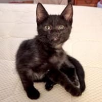 Stella sucht tolles Zuhause, Katze zur Adoption