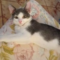 Geben Sie kleinem Sole ein Zuhause?, Kater zur Adoption