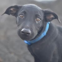 LOCKY, Chiot mâle Croisé Labrador, chien à adopter