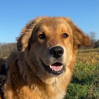 Molly - braucht dringend Hilfe, Hündin zur Adoption